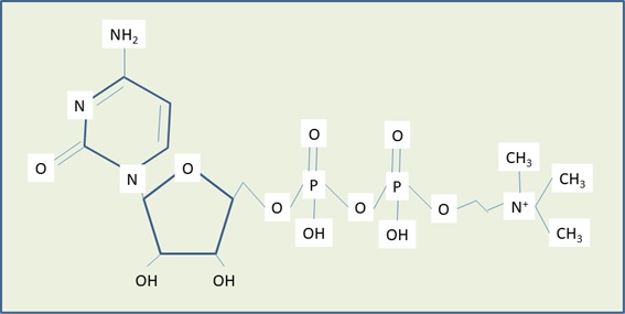 citicolina-molécula